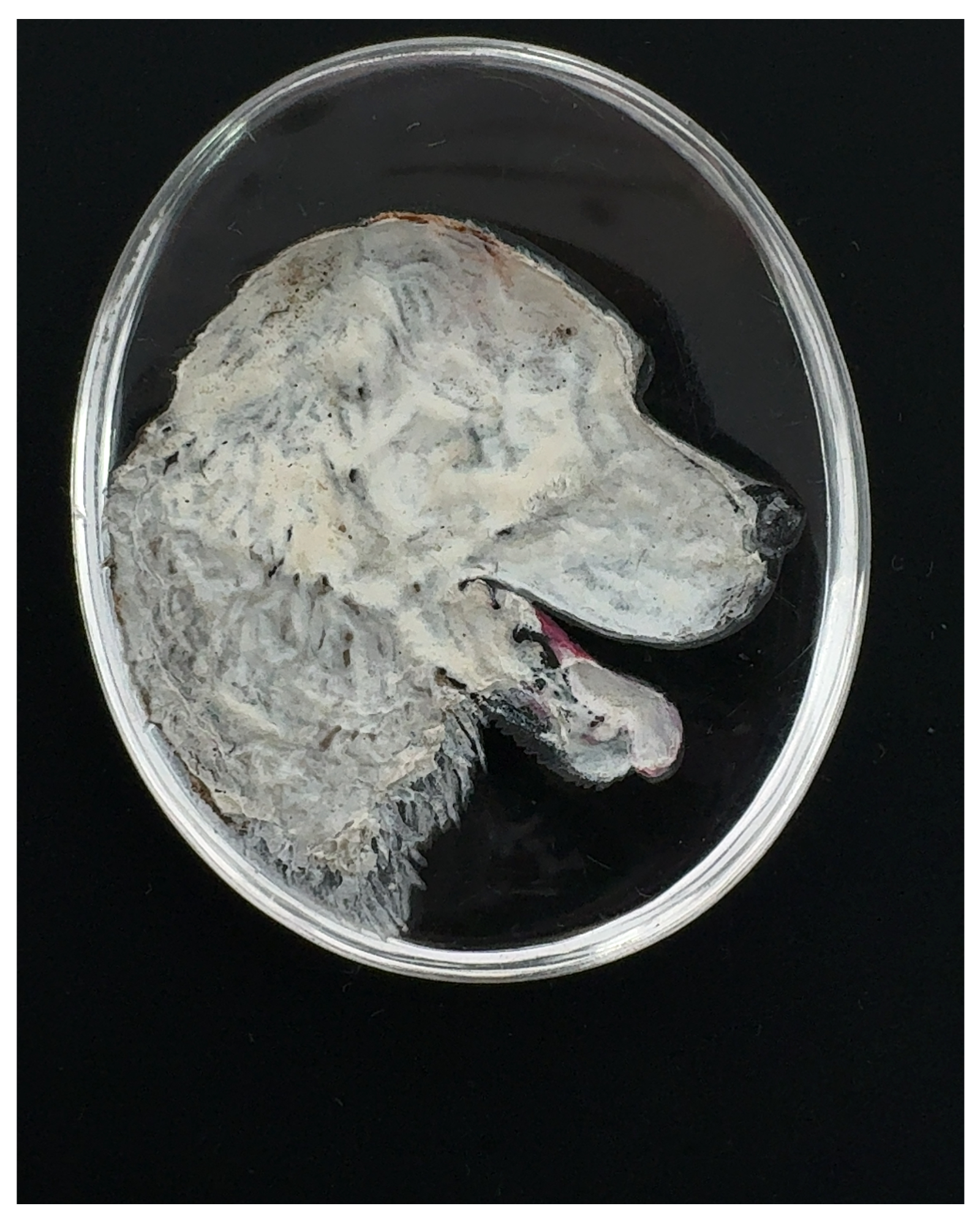 Saint Bernand Dog Portrait Essex Carving