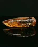 Citrine Cicada