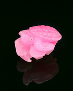 Macedonian Ruby Turtle