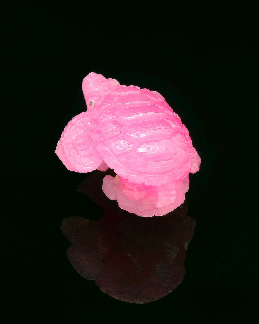 Macedonian Ruby Turtle