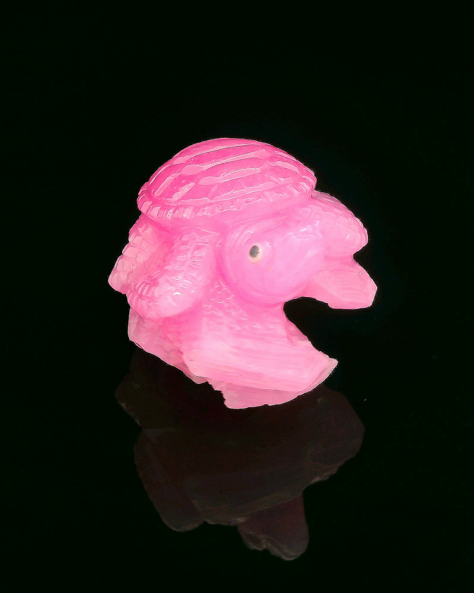Macedonian Ruby Turtle